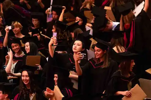 bachelor culture criticism curation review